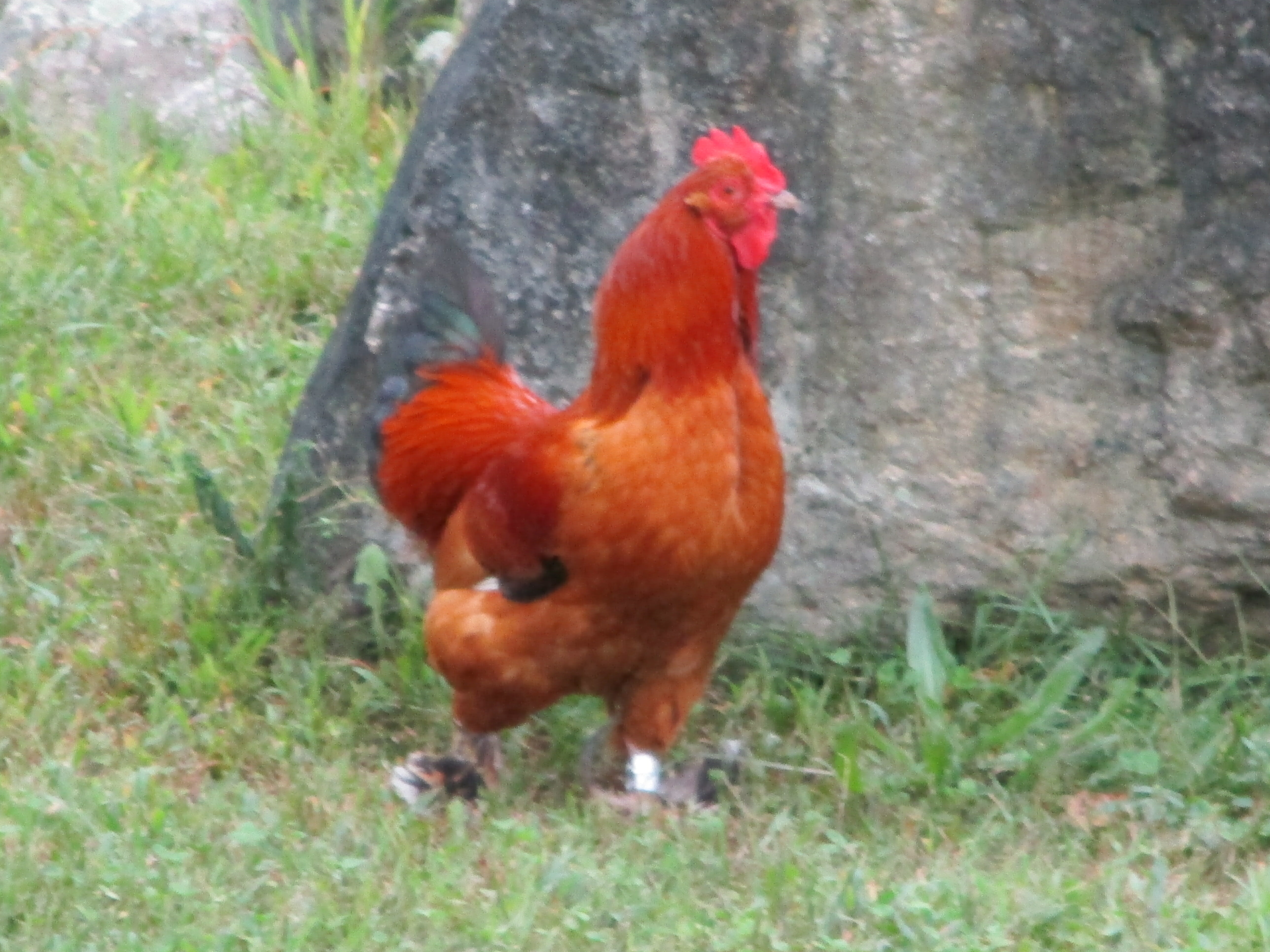 In Memory of James the Great - Best Rooster Ever!